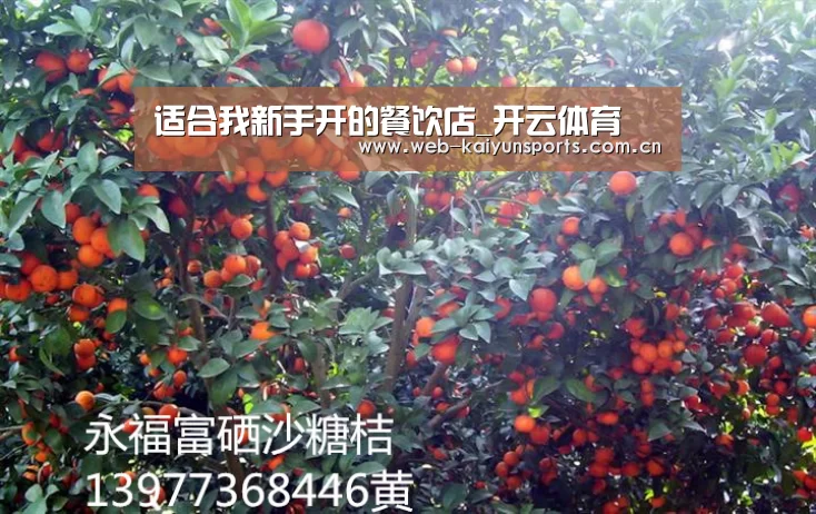 适合我新手开的餐饮店_开云体育